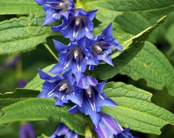 Skullcap Seeds - Wild Harvested