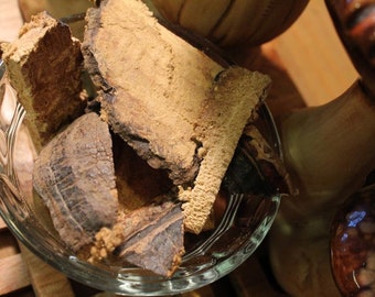 Red Belted Polypore Mushroom - Wild Harvest from the Appalachian Mountains