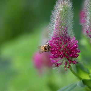 Purple Prairie Clover Seeds