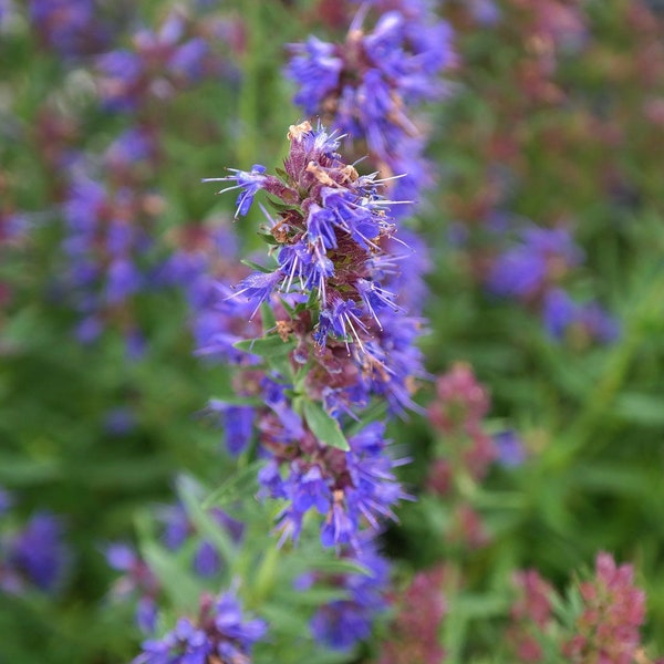 Anise Hyssop Seeds: Non GMO, Wild Harvested Herb Seed, Grow your own Herbs!