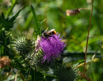 Wild Thistle Seeds - Grow your own Herbs