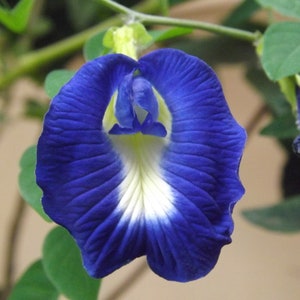 May include: A vibrant blue flower with a white center, blooming on a green vine. The flower has a unique shape, resembling a butterfly.