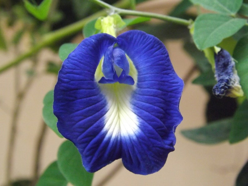 May include: A vibrant blue flower with a white center, blooming on a green vine. The flower has a unique shape, resembling a butterfly.