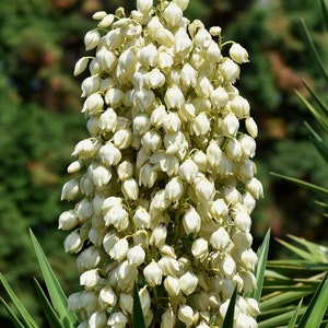Yucca Seeds - Grow your own Herbs !