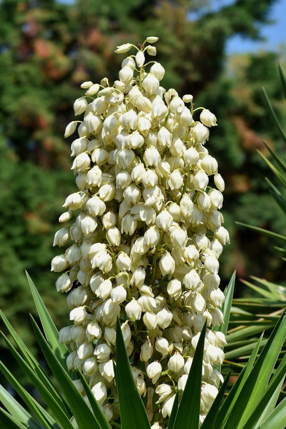 Yucca Seeds - Grow Your Own Herbs ! - Etsy