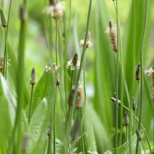 May include: A close-up of a patch of green grass with several small brown flower buds growing up from the ground.