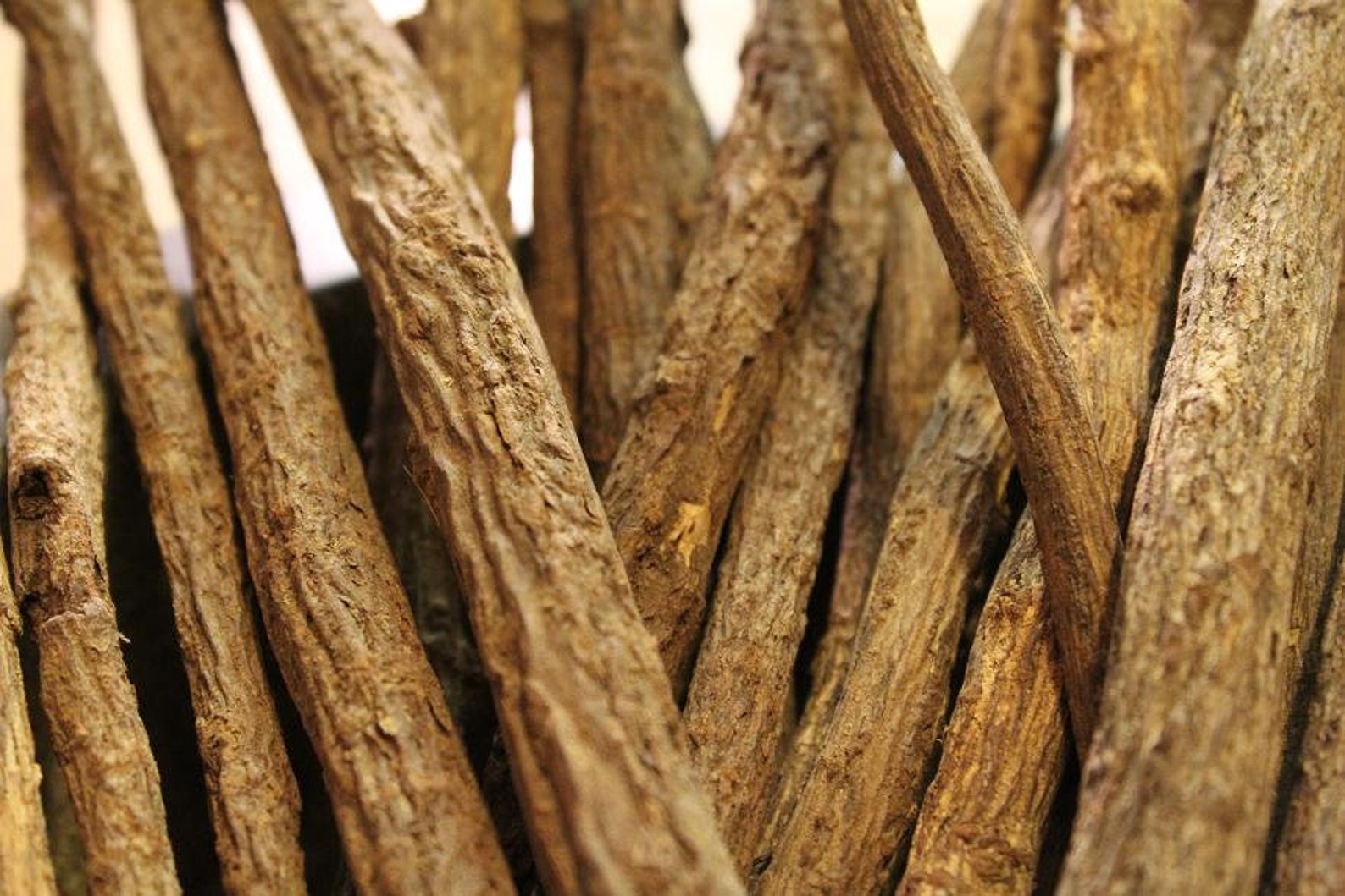 Wild Licorice Seeds Grow Your Own Etsy