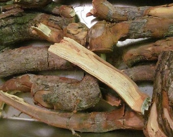 Sassafras Root with Bark, Wild Harvested Winter 2024 - Cut into chunks