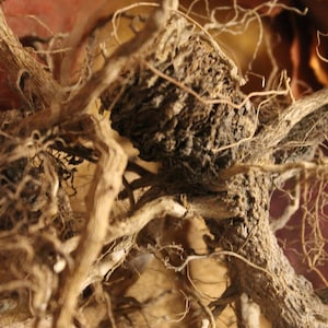 Mullein Root - 2026 Appalachian Mountains Wild Harvest, Cut and Sifted Herb