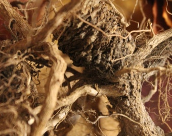 Mullein Root - 2026 Appalachian Mountains Wild Harvest, Cut and Sifted Herb