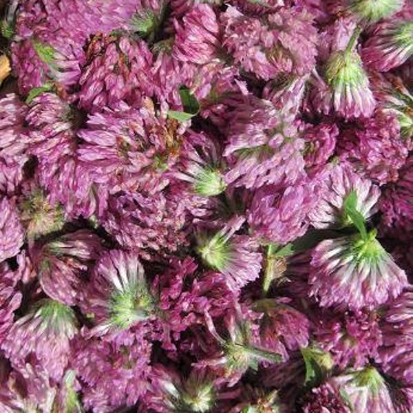 Red Clover Seeds - Grow your own Herbs!  Appalachian Mountains Wild Harvest