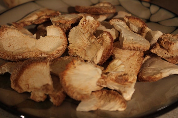 Lion's Mane Mushroom