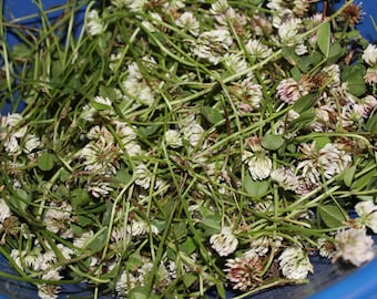 White Clover - Appalachian Mountains Wild Harvested Herbs