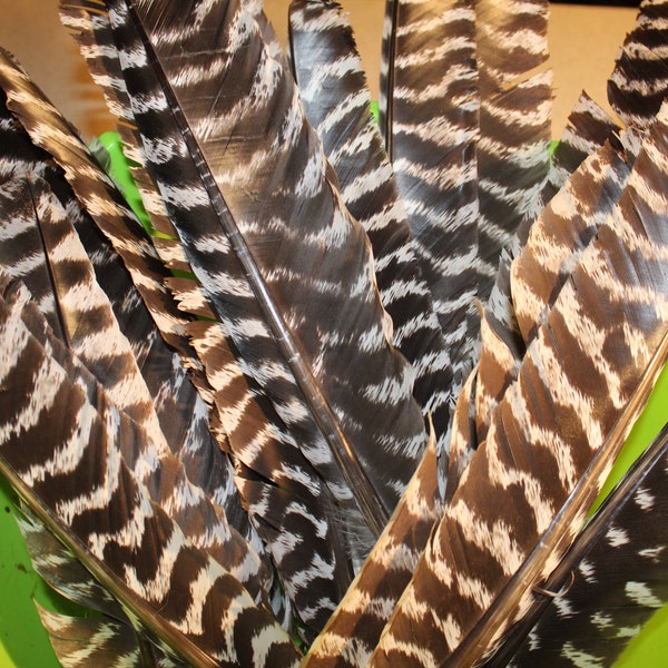 Wild Turkey Feathers - Etsy