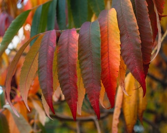 Sumac Tree Seeds - Grow your own Herbs!