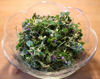 Creeping Charlie, Ground Ivy - Appalachian Mountains Wild Herb Harvest