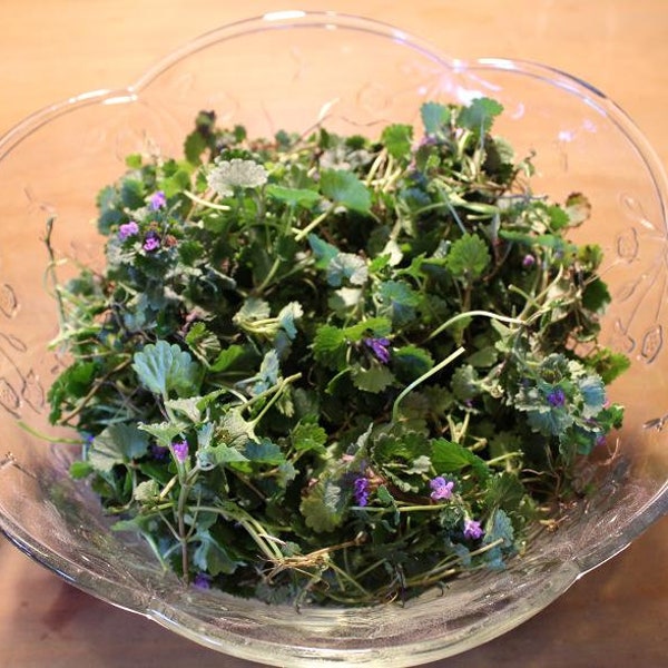 Creeping Charlie, Ground Ivy - Appalachian Mountains Wild Herb Harvest