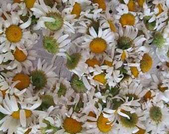 Dried Daisy Flowers  - Wild Harvested from the Appalachian Mountains