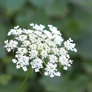 Queen Annes Lace Seed, ( Wild Carrot ) - Grow your own Herbs