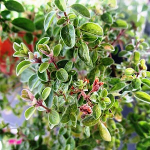 Marjoram Seeds - Grow your own Herbs !