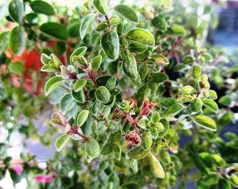 Marjoram Seeds - Grow your own Herbs !