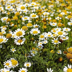 May include: A field of white daisies with yellow centers. The daisies are in full bloom and are growing in a field of green grass.