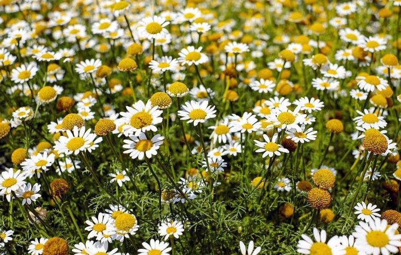 May include: A field of white daisies with yellow centers. The daisies are in full bloom and are growing in a field of green grass.