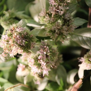 Wild Mint Seeds - Seeds for Planting, Appalachian Mountains Wild Harvest