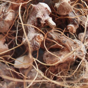 May include: A close-up of a bowl filled with dried, light brown roots and rootlets. The roots are tangled together and have a rough, fibrous texture.