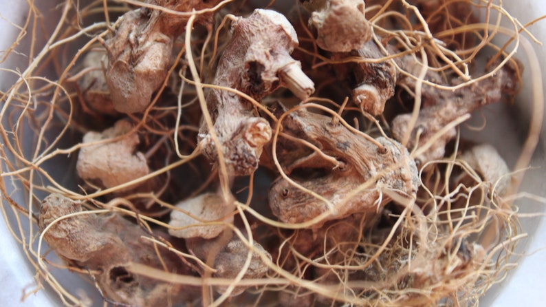 May include: A close-up of a bowl filled with dried, light brown roots and rootlets. The roots are tangled together and have a rough, fibrous texture.