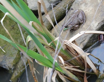 Cattails, Live Pond Plants