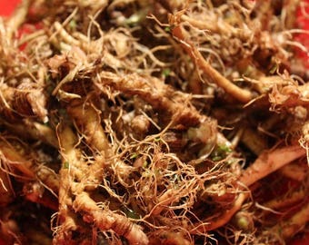 Dandelion Root - Wild Crafted Herb, Appalachian Mountains Wild Harvest
