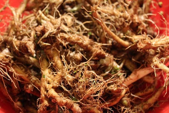 Dandelion Root - Wild Crafted Herb, Appalachian Mountains Wild Harvest