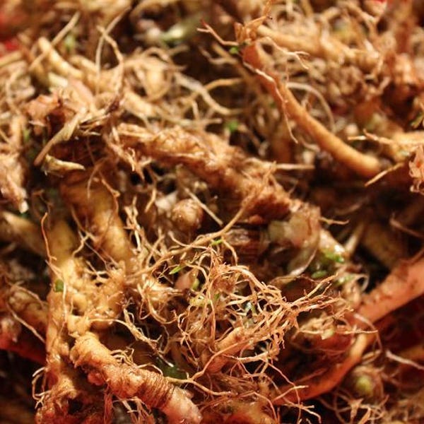 Dandelion Root - Wild Crafted Herb, Appalachian Mountains Wild Harvest