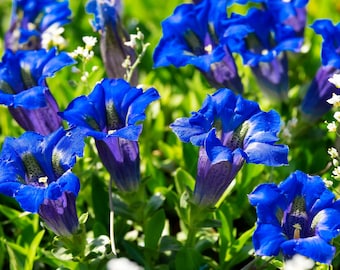 Gentian Seeds - Grow your own Herbs!