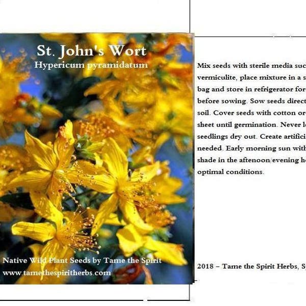 St. John's Wort Seeds, Native Organic Wild Harvested Seeds