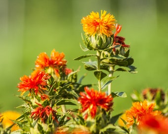 Safflower Seeds - Grow your own herbs, Non GMO, Pesticide Free