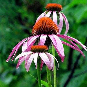 Op de afbeelding: Drie roze zonnehoeden met oranje centra bloeien tegen een groene achtergrond. De bloemen hebben delicate bloemblaadjes en staan ​​in volle bloei.