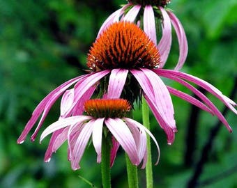May include: Three pink coneflowers with orange centers bloom against a green background. The flowers have delicate petals and are in full bloom.