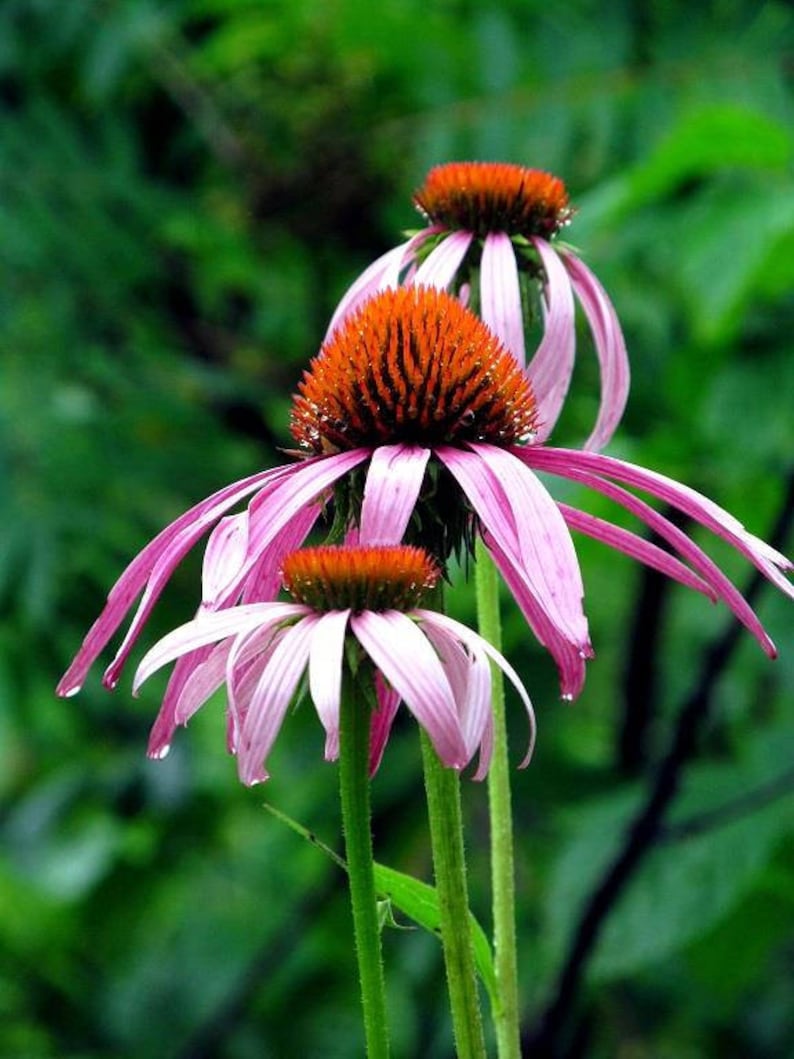 Op de afbeelding: Drie roze zonnehoeden met oranje centra bloeien tegen een groene achtergrond. De bloemen hebben delicate bloemblaadjes en staan ​​in volle bloei.