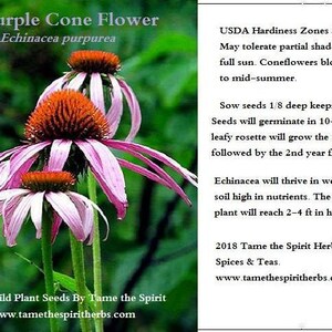 Op de afbeelding: Zaden van de Purperen Kegelbloem (Echinacea purpurea).  Deze wilde bloemzaden zijn inheems in Noord-Amerika en worden 2-4 voet hoog.  Zaai de zaden 3 mm diep en houd ze vochtig.  Ze zullen ontkiemen in 10-14 dagen.  De plant zal in het eerste jaar een bladrozet ontwikkelen, gevolgd door bloei in het tweede jaar.  USDA Hardiness Zones 3-9.  2018 Tame the Spirit Herbs, Spices & Teas. www.tamethespiritherbs.com