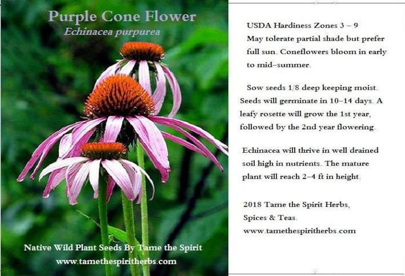 Op de afbeelding: Zaden van de Purperen Kegelbloem (Echinacea purpurea).  Deze wilde bloemzaden zijn inheems in Noord-Amerika en worden 2-4 voet hoog.  Zaai de zaden 3 mm diep en houd ze vochtig.  Ze zullen ontkiemen in 10-14 dagen.  De plant zal in het eerste jaar een bladrozet ontwikkelen, gevolgd door bloei in het tweede jaar.  USDA Hardiness Zones 3-9.  2018 Tame the Spirit Herbs, Spices & Teas. www.tamethespiritherbs.com