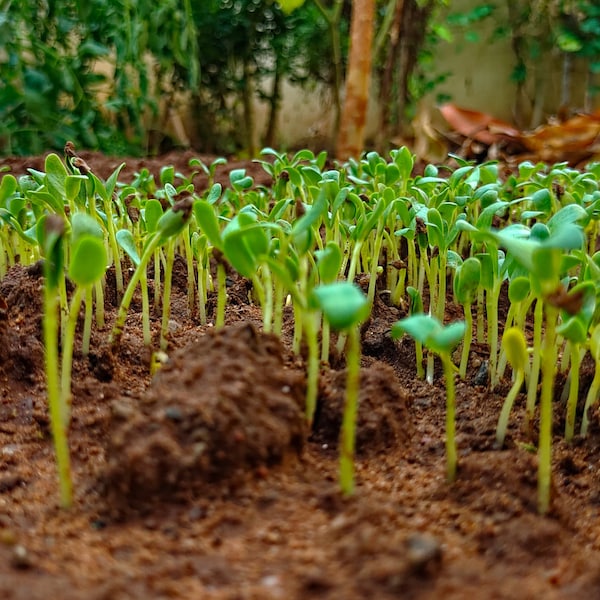 Fenugreek Seeds for Planting - Grow your own Herbs !
