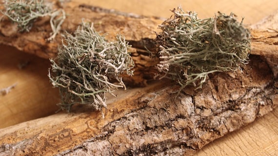 Usnea - Whole Lichen's from the Appalachian Mountains