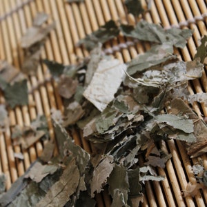 Sacred Lotus Leaf - Nelumbo nucifera - Spring Sale!