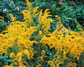 May include: A close-up of a cluster of bright yellow goldenrod flowers in bloom. The flowers are growing in a field or garden setting.