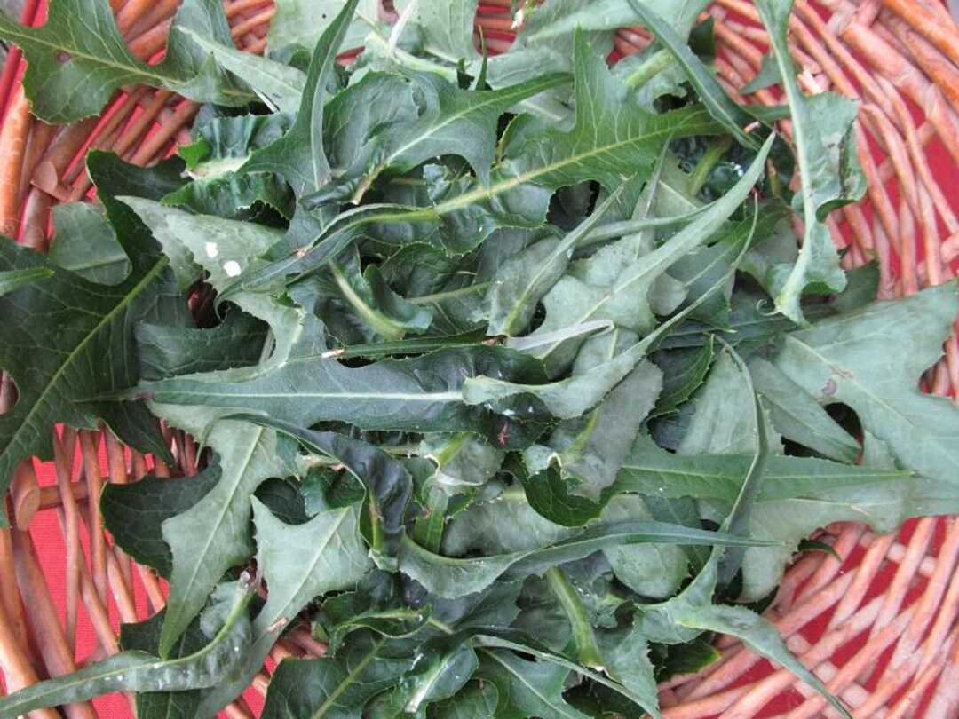 Wild Lettuce Seeds Seeds for Planting Etsy