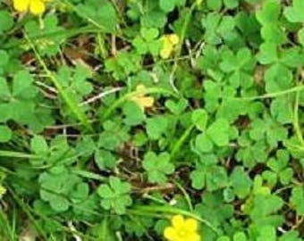 Sourgrass Herb -  Oxalis stricta, Appalachian Mountains Wild Harvest