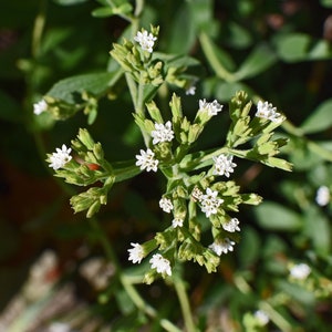 Stevia Seeds - Grow your own Herbs !