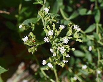 May include: Close-up of white flowers blooming on a green stevia plant. The flowers are clustered together in small groups.